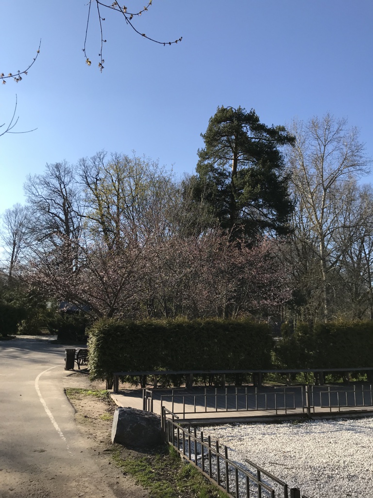 Японский сад Ботсада им. Цицина IMG_3347-05-05-20-22-51.jpeg