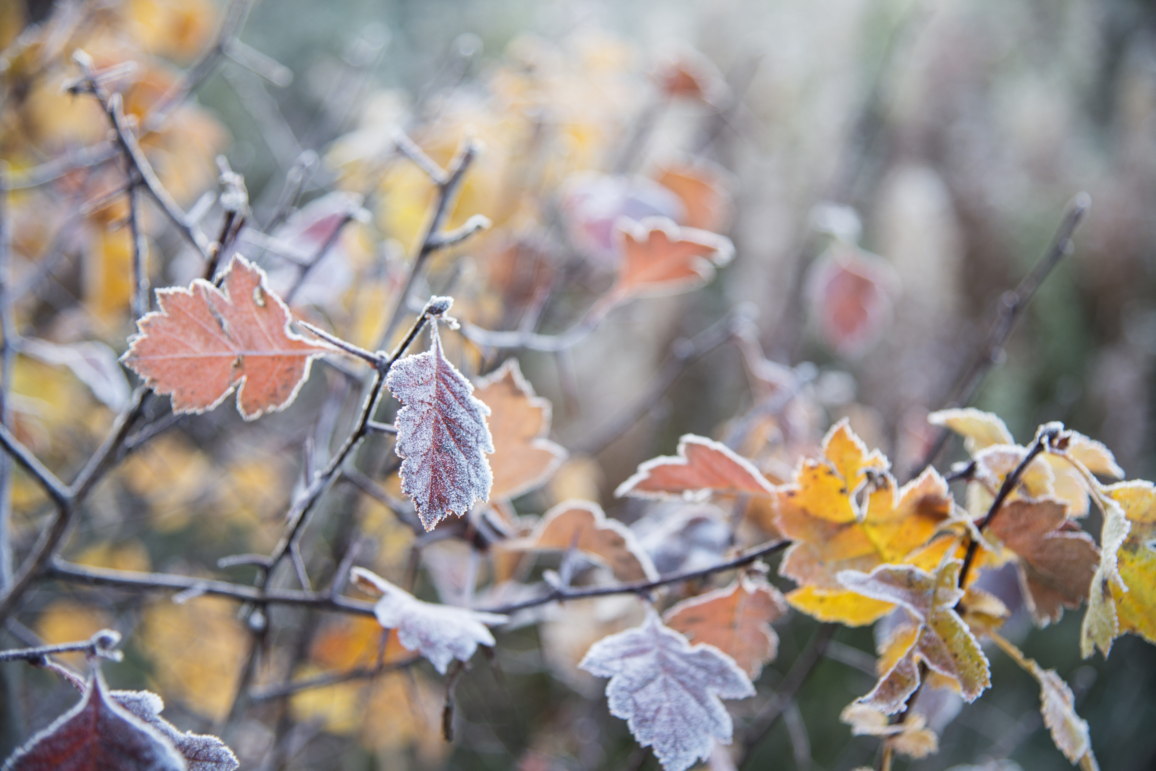 С чего начинается последний месяц осени 