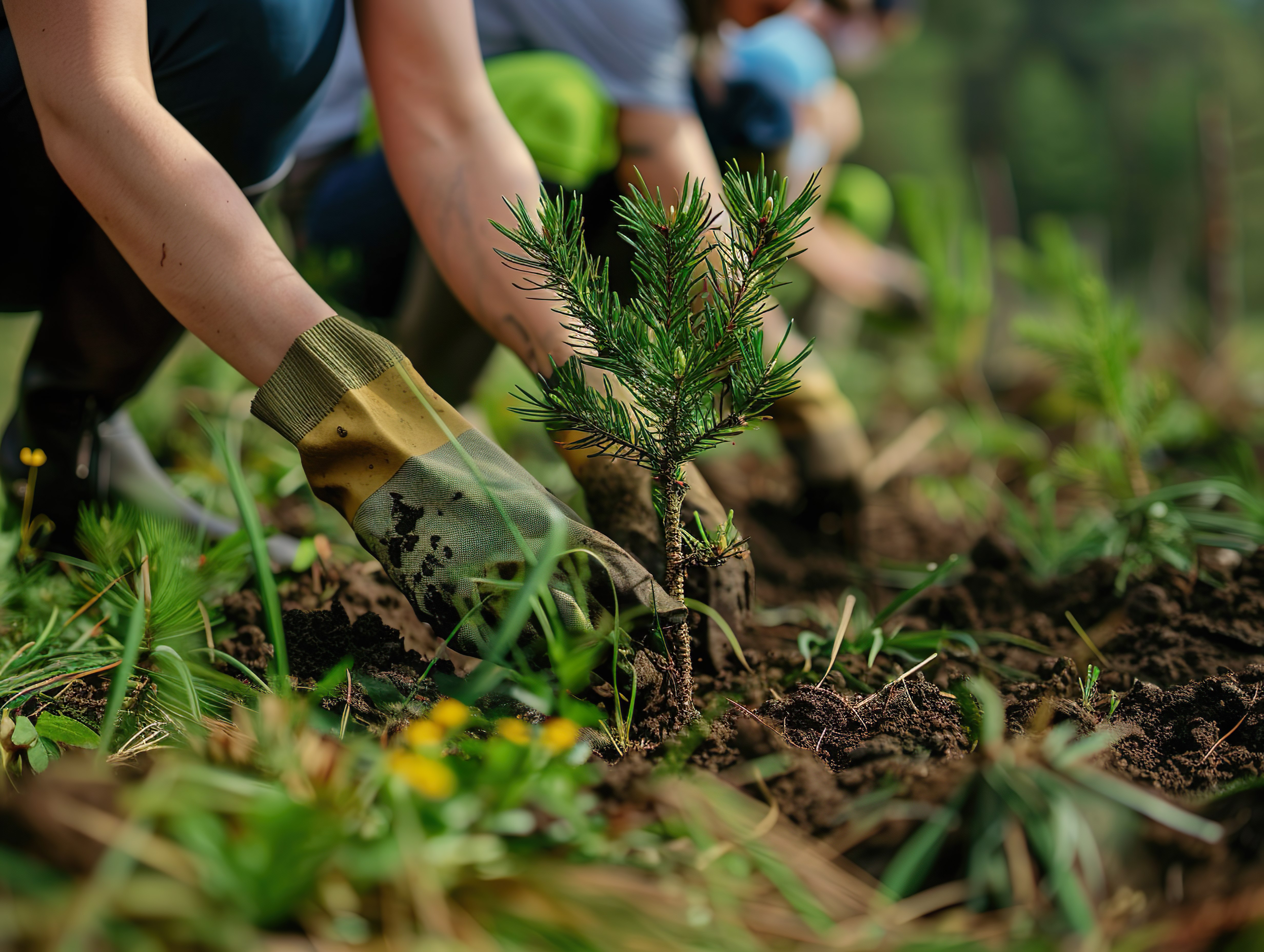 Лес получает подкрепление