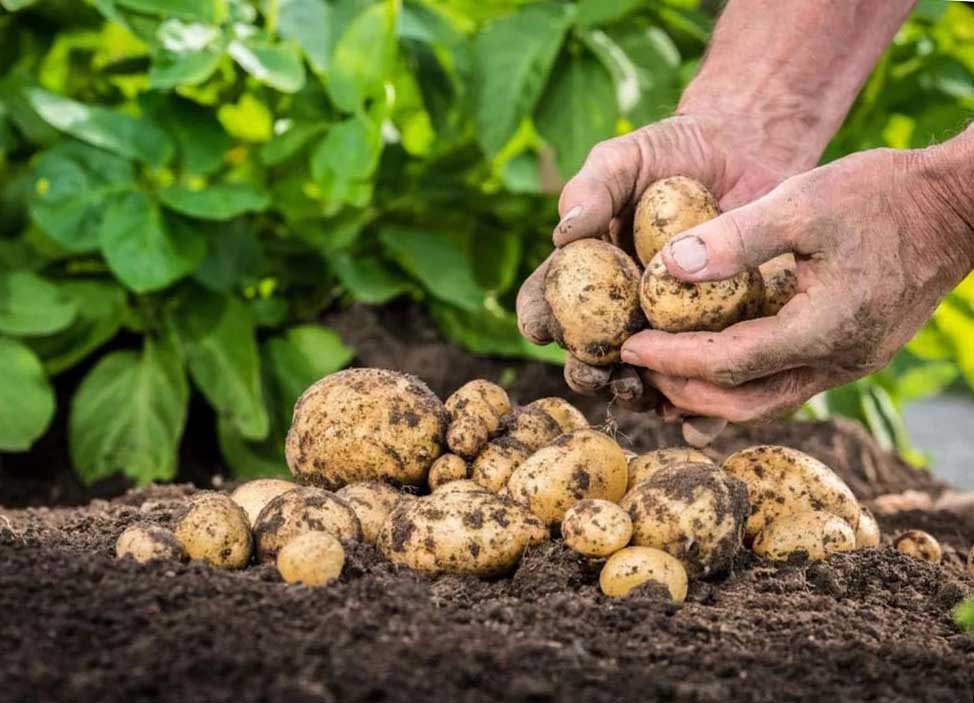 Излюбленный вопрос всех садовников: когда же в этом году сажать картошку?