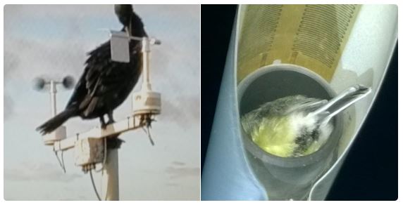 Ilmatieteen laitos (twitter.com/meteorologit)