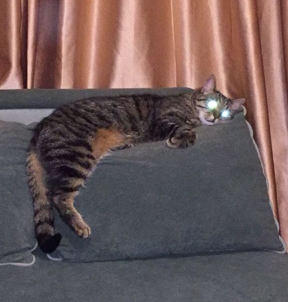 кот2